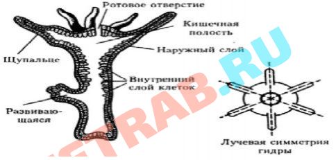 Кракен сайт kr2web in цены